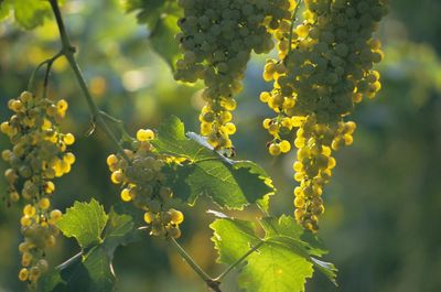 Why soave is the perfect summer wine