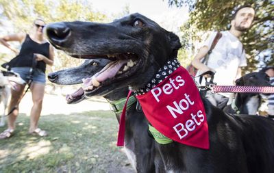 NSW’s greyhound racing industry faces fresh claims of animal abuse. A vet’s report makes these five allegations