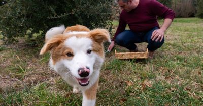 How to train a truffle dog ... and why this one is so special