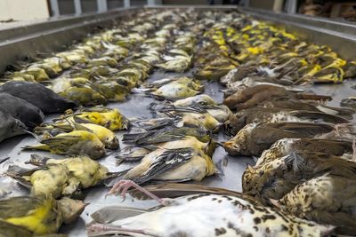 Chicago exhibition center modifying windows to prevent bird strikes after massive kill last year