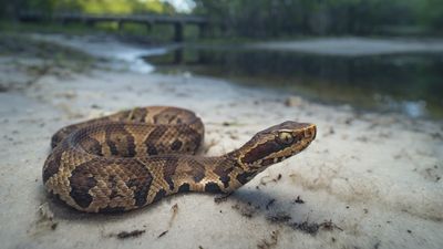 Cottonmouth snakes: Facts about water moccasins