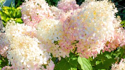 How to grow Vanilla Strawberry hydrangeas — 7 steps for dreamy and delightful blooms