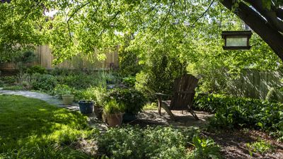 Drought tolerant shade plants – 8 ideas to enliven tricky areas in dry gardens