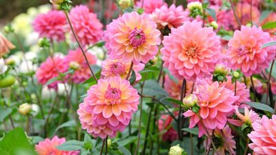 How to grow dahlias: an expert guide for these flamboyant flowers