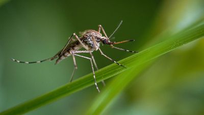 Pest experts say eliminate these 3 things from your yard that are attracting mosquitoes