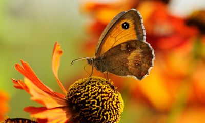 Where are all the butterflies this summer? Their absence is telling us something important