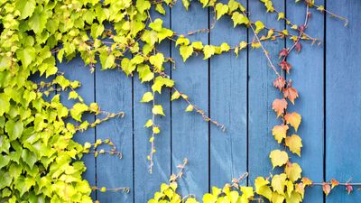 How to get rid of ivy on a fence – experts share 3 steps to remove this persistent climber for good