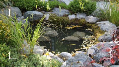 Small pond ideas – 3 easy ways to create a pool that will suit every garden