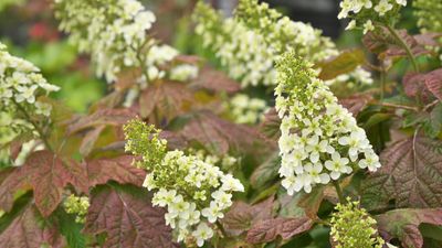 This tough and resilient hydrangea will thrive even during scorching summer months, and as a gardener I highly recommend it