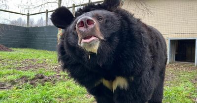 'Utterly devastated': Bear rescued from war in Ukraine dies in Scottish zoo