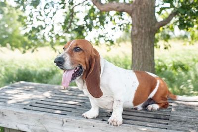 Can Dogs Get Heat Stroke? A Veterinarian Reveals the Breeds Most At Risk