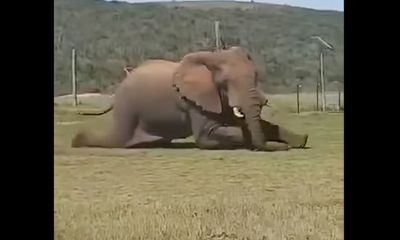 Watch: Elephant deploys ‘leopard crawl’ to bypass electric fence