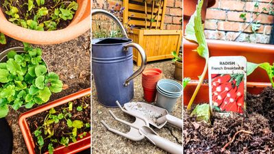 5 vegetable gardening mistakes I learned not to make when growing crops in my small backyard