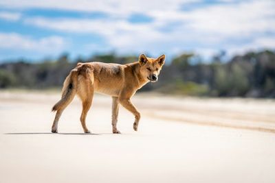 Ancient DNA Just Confirmed A Long-Held Theory About Australia’s Most Controversial Species