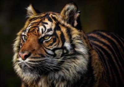 Malayan Tiger Population Faces Critical Threat Of Extinction