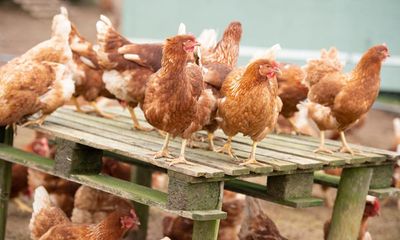 Chicken industry must halt expansion to stop ‘environmental scandal’ in River Severn