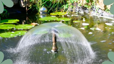 How to clean a pond with ease, according to a horticulture expert