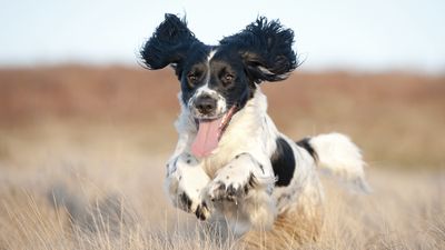 32 things to know about English Springer Spaniels