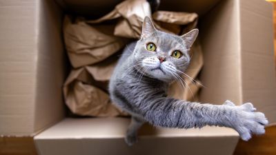 Cat accidentally posted from Utah to California in return Amazon package