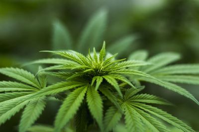 Florida Republicans join forces with hemp industry to prevent marijuana legalization in the state