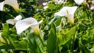 Do calla lilies multiply? Experts reveal how to grow more of these elegant flowers for free
