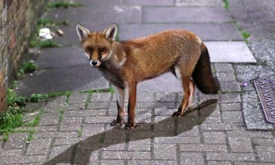 Outfoxed: the ‘smart’ ferals are adapting to Australian cities, and wreaking havoc in the bush