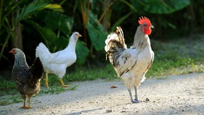 Australia facing unprecedented bird flu threat: CSIRO