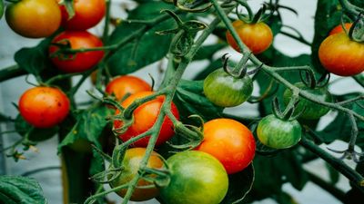 How to grow tomatoes in water – using a DIY hydroponic growing system