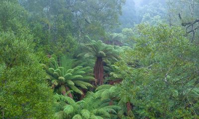 Climate plans of Australian companies would be exempt from private litigation for three years under proposal