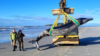 Rare spade-toothed whale washes ashore in New Zealand