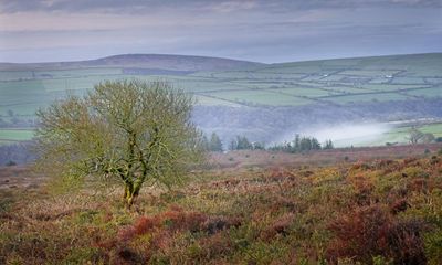 Lost area of Welsh rainforest to be returned to ancient glory