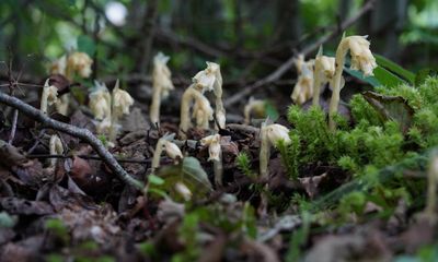 Country diary: Nature shows its mettle at the old steelworks