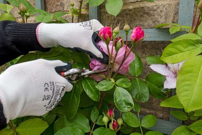 What is deadheading and is it really necessary?