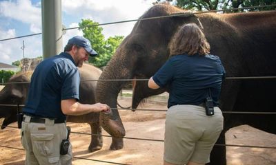 First Asian elephant vaccinated in fight against deadly herpes virus