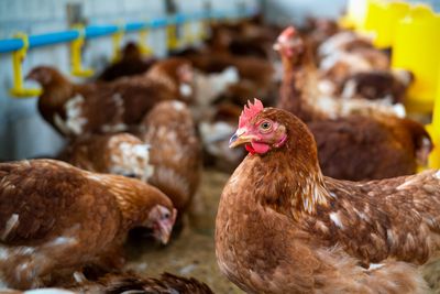 Four New Bird Flu Cases Confirmed In Colorado Poultry Workers