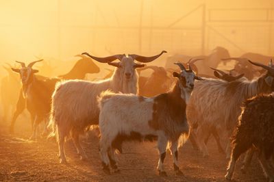 Goats of gold: Australia’s feral goat problem has become a $235m export trade