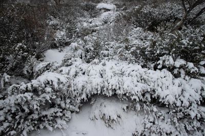 Antarctic blast brings damaging winds and alpine blizzards to Victoria and NSW and possible snow in Queensland