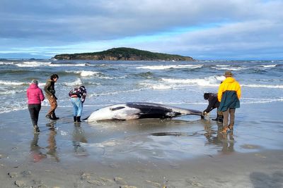 The world’s rarest whale has never been seen alive – scientists may have a breakthrough