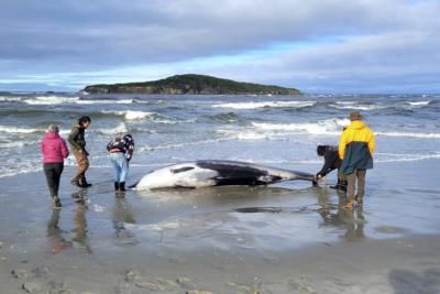 Rare Spade-Toothed Whale Found In New Zealand