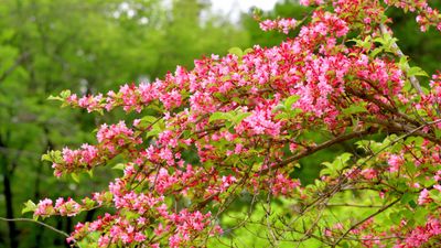 When and how to fertilize weigela – timing is critical when feeding this colorful shrub