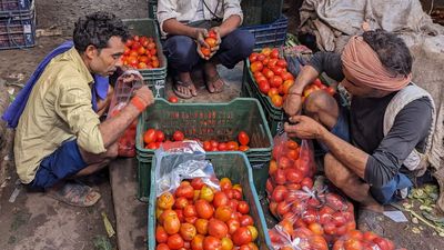 ‘Not 2 kg, now buy just 1 kg for family’: Delhi consumers, vendors hit as tomato at over Rs 100 per kg