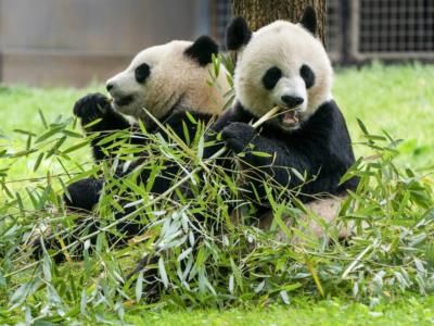 Giant Panda Gives Birth At Dutch Zoo, Boosting Conservation Efforts