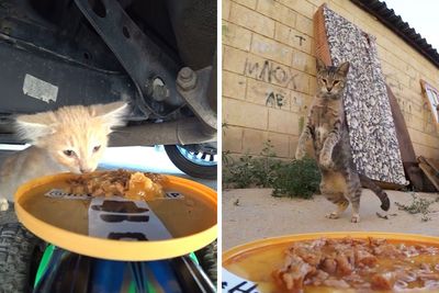 This Account Shares Stray Cats Getting Their Meals Delivered By Remote Control Car And Drone (60 Pics)