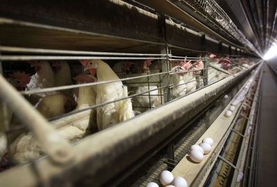 Human bird flu cases rising in the US: Here's why; know symptoms and preventive tips