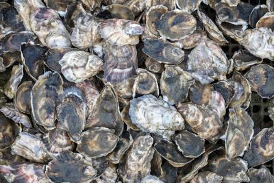 UK study finds fiberglass in shellfish