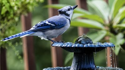 How to help garden birds in summer – 5 expert tips for providing food and safety