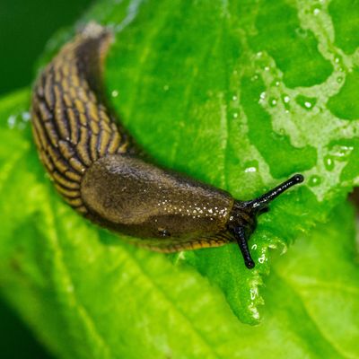 9 plants that slugs love - and why sacrificing them could be the best way to keep these slimy invaders at bay