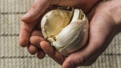 When and how to harvest elephant garlic, along with how to cure and store the large bulbs