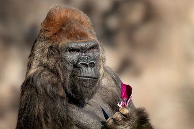 Winston, beloved gorilla at San Diego Zoo Safari Park, dies at 52