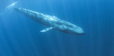 Our new tech helps find hidden details in whale, cassowary and other barely audible animal calls